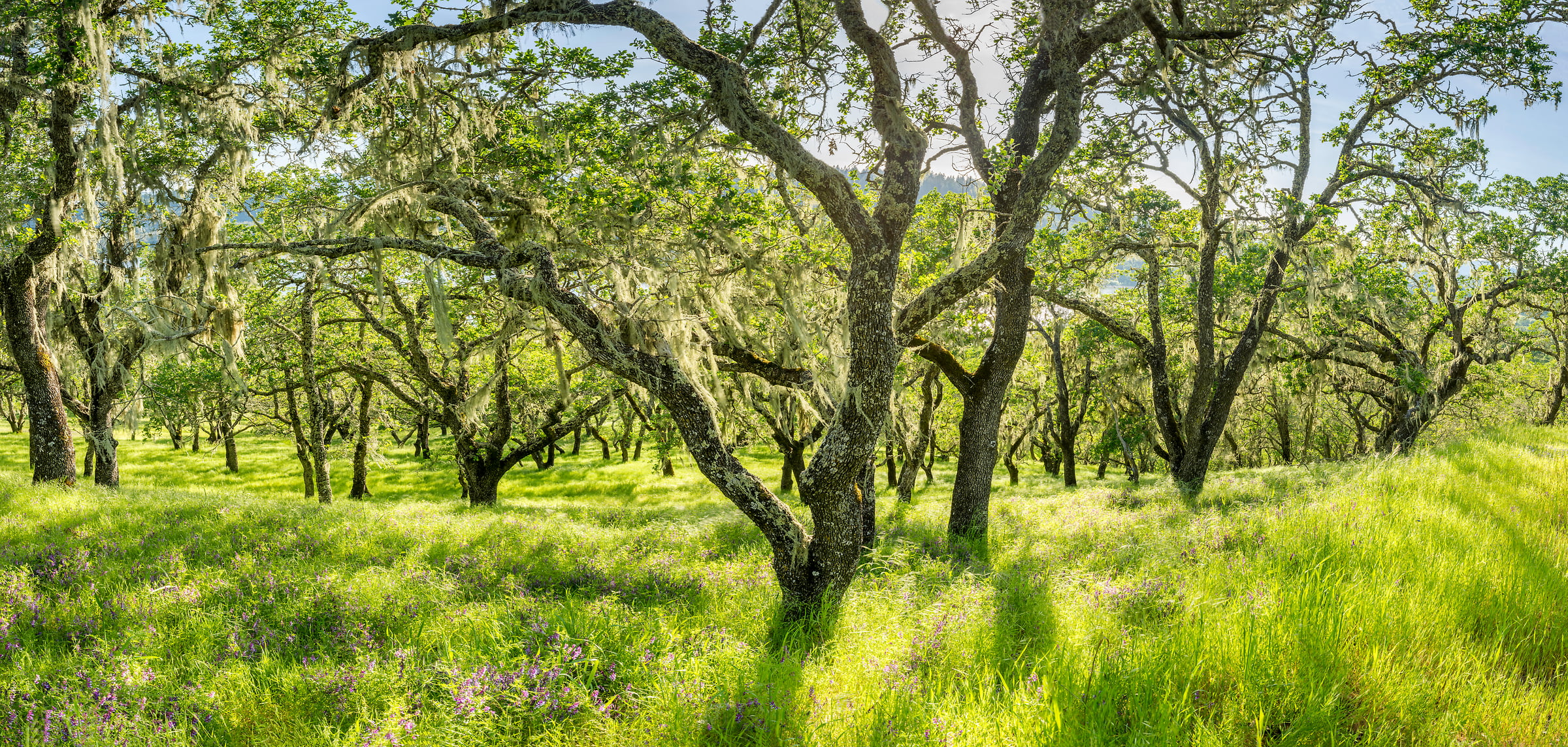 403 megapixels! A very high resolution, large-format VAST photo print of trees in Napa Valley; fine art nature photo created by Justin Katz in Lake Hennessey, Napa Valley, California.