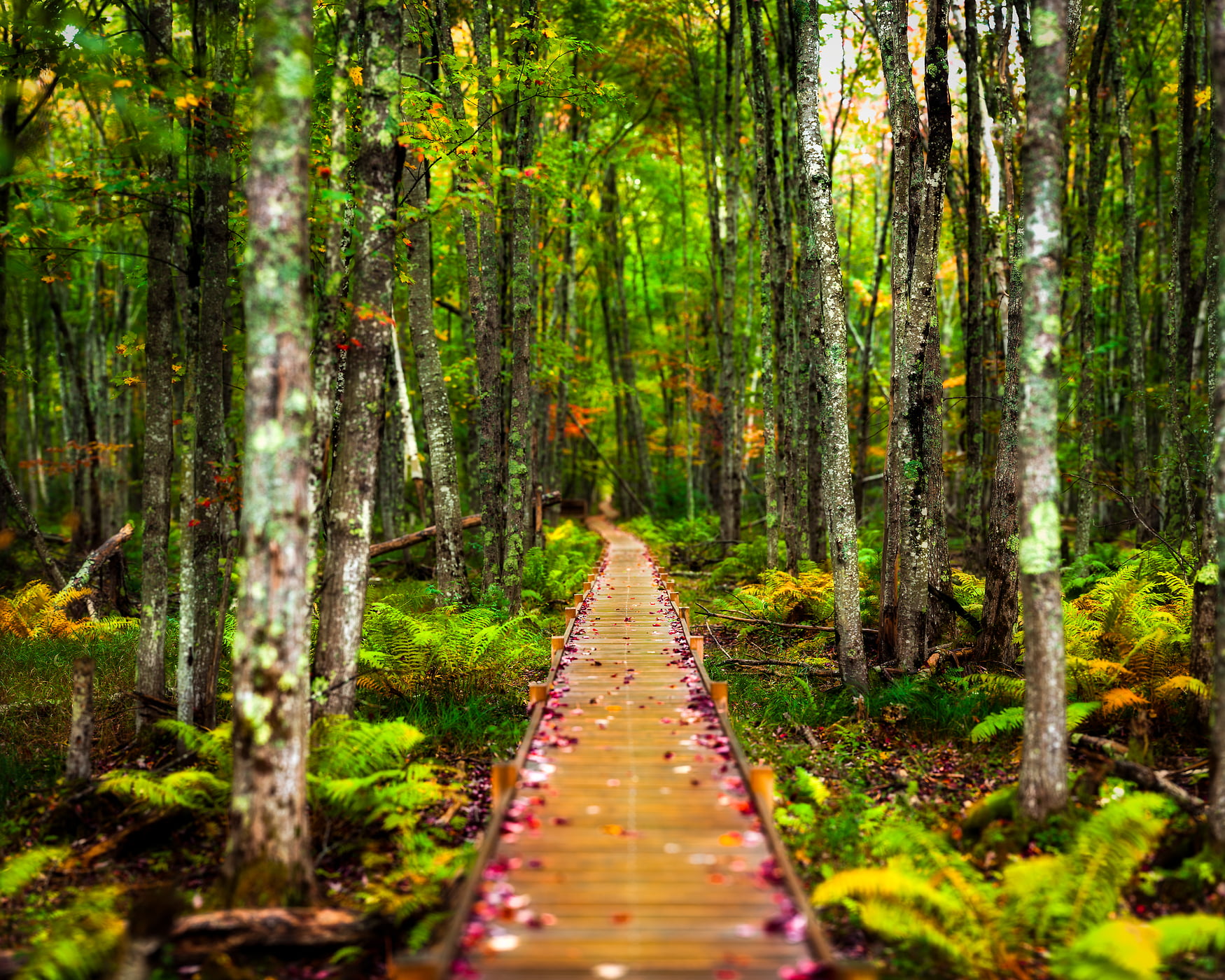 191 megapixels! A very high resolution, large-format VAST photo of leaves on a boardwalk in a forest in nature; fine art photograph created by Aaron Priest in Acadia National Park, Maine.
