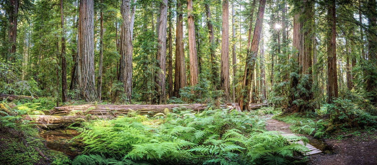 forest-with-redwoods-and-ferns-m.jpg