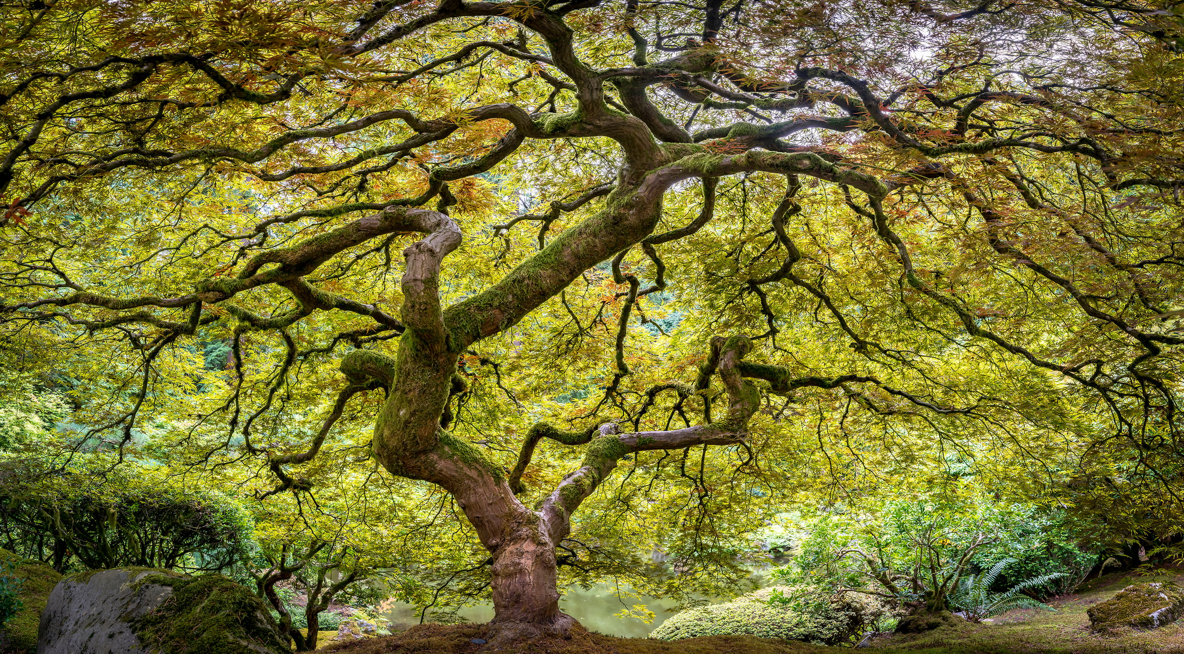 438 megapixels! A very high resolution, large-format VAST photo print of a Japanese maple tree; nature photo created by Justin Katz in the Portland Japanese Garden in Oregon.
