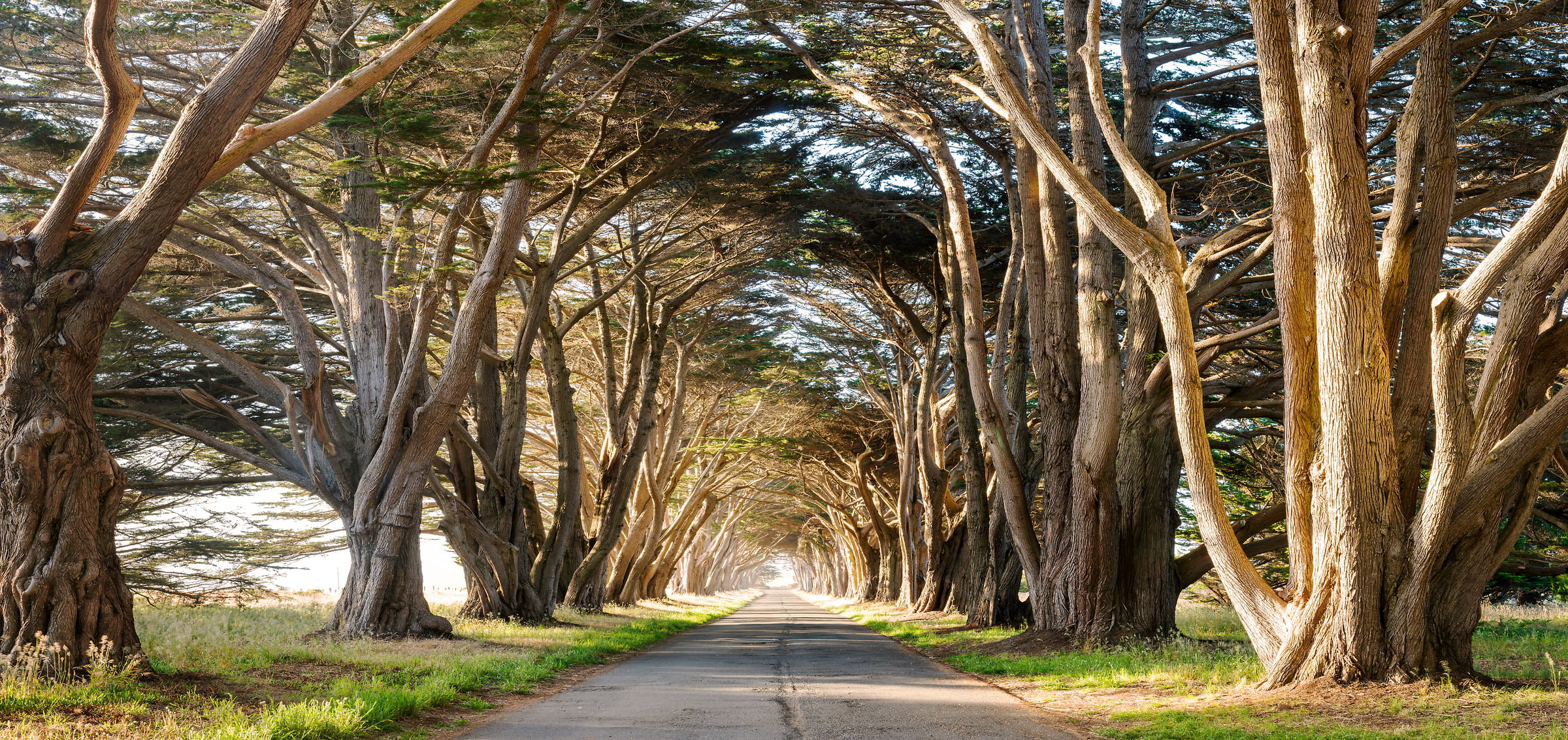 535 megapixels! A very high resolution, large-format VAST photo of a tunnel of cypress trees with a road going down the middle; fine art nature photograph created by Justin Katz in Point Reyes National Seashore, California.