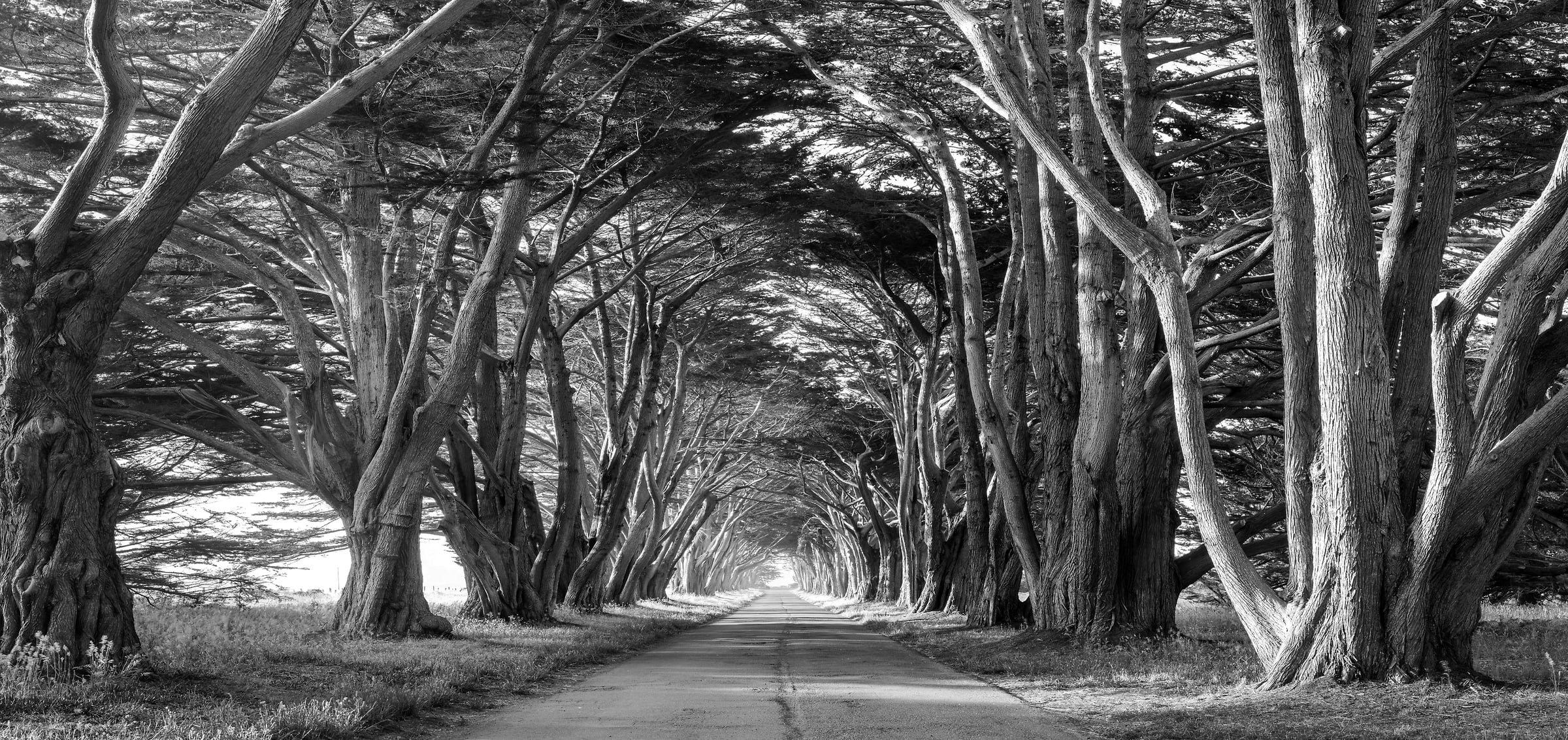 535 megapixels! A very high resolution, large-format, black & white, VAST photo of a tunnel of cypress trees with a road going down the middle; fine art nature photograph created by Justin Katz in Point Reyes National Seashore, California.