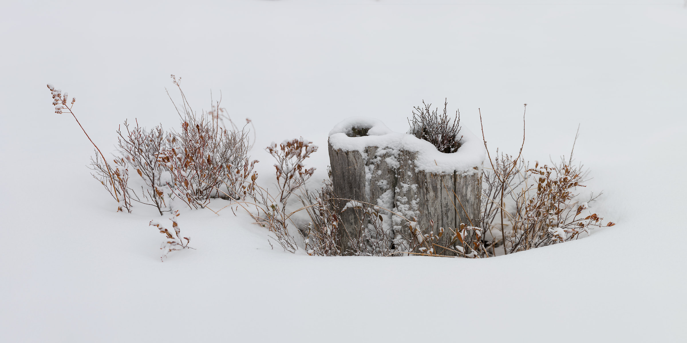 395 megapixels! A very high resolution, large-format photo print of bushes and a stump in the snow; fine art nature photograph created by Aaron Priest on Golden Road in Maine, New England.