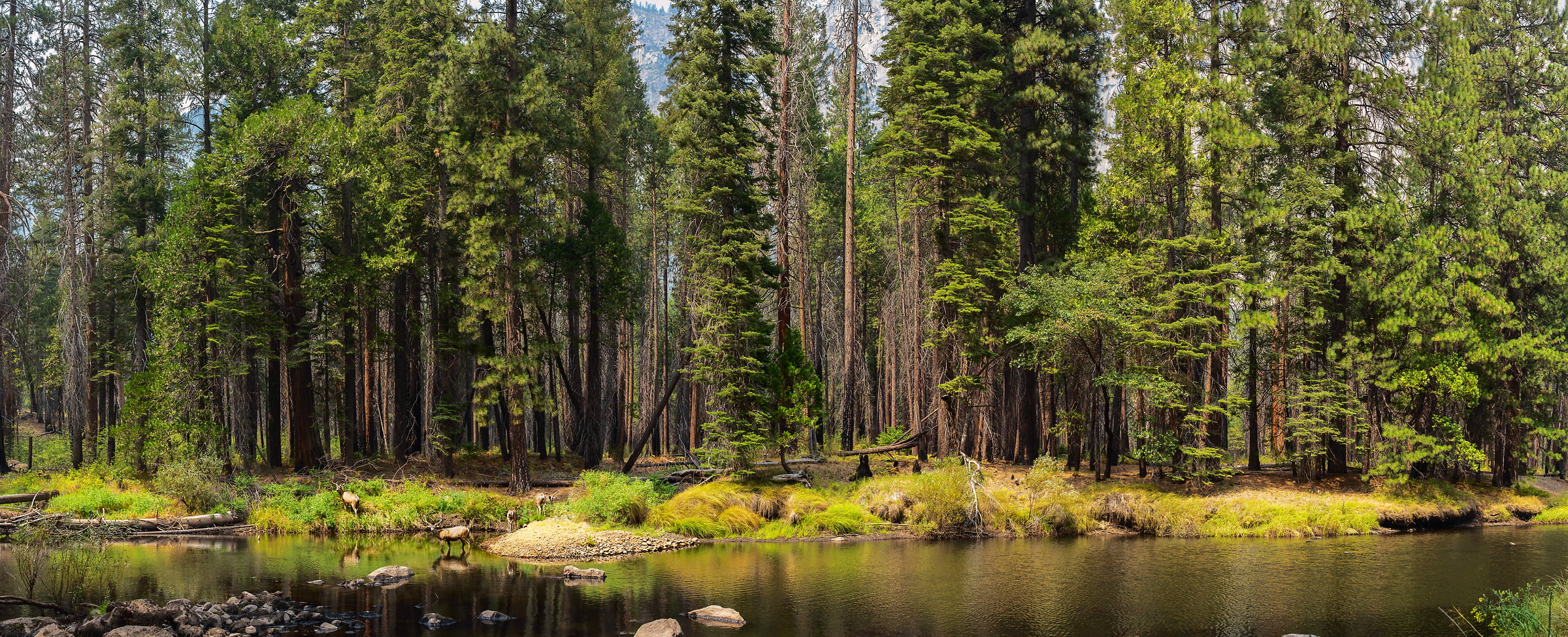 316 megapixels! A very high resolution, large-format VAST photo of a forest with a river that deer are drinking from; fine art nature photograph of the Merced River created by Jim Tarpo in Yosemite National Park, California.