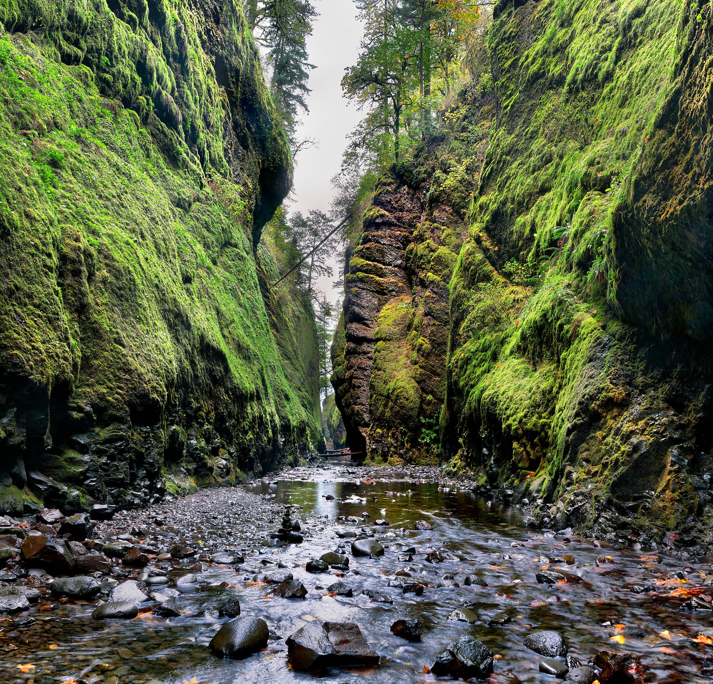 223 megapixels! A very high resolution nature photo of a green forest, creek, and moss; VAST photo created by Phil Crawshay in Oneonta Gorge, Portland, Oregon.