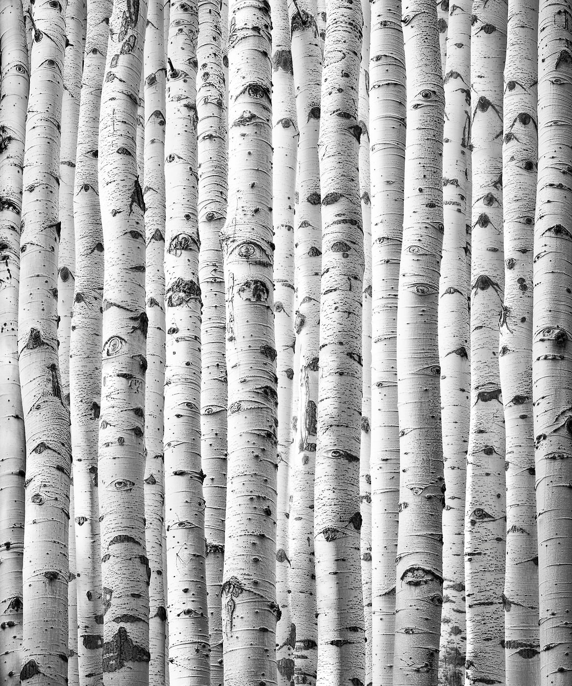 270 megapixels! A very high resolution, large-format VAST photo print of aspen trees; black and white abstract nature photograph created by Nick Pedersen.