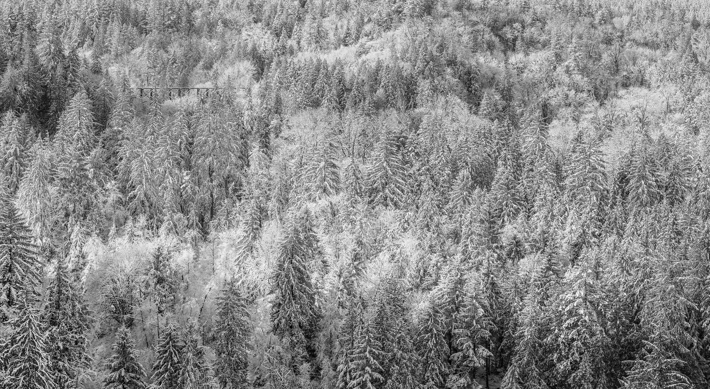 372 megapixels! A very high resolution, large-format VAST photo print of a winter forest scene with trees that have snow on them; black & white landscape photograph created by Scott Rinckenberger in Snoqualmie Falls, Snoqualmie, Washington.