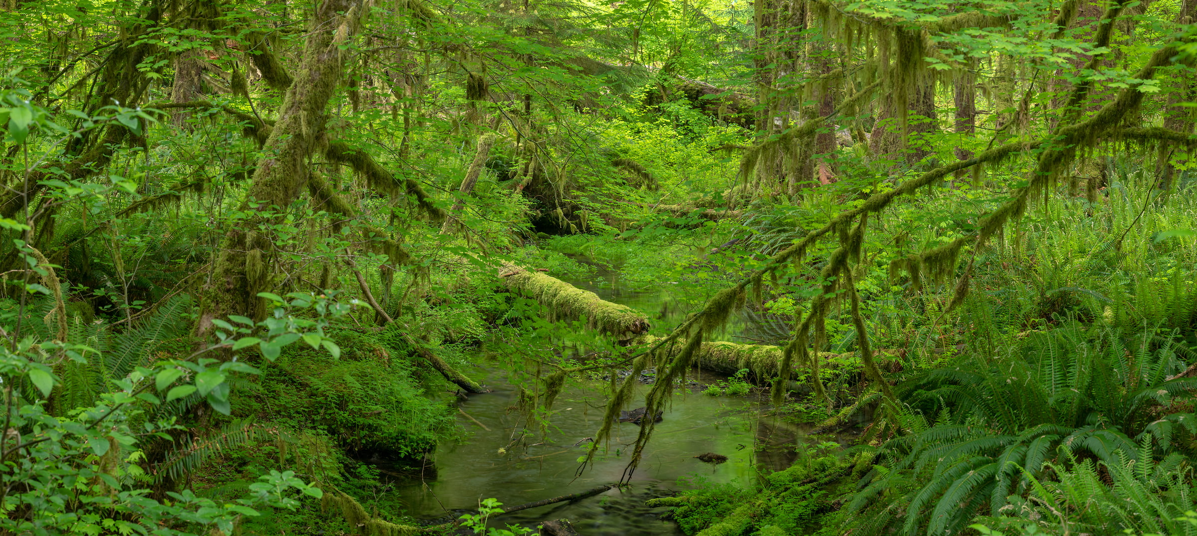 238 megapixels! A very high resolution, large-format VAST photo print of a lush green jungle; nature photograph created by Greg Probst in Hoh Rainforest, Olympic National Park, Washington.