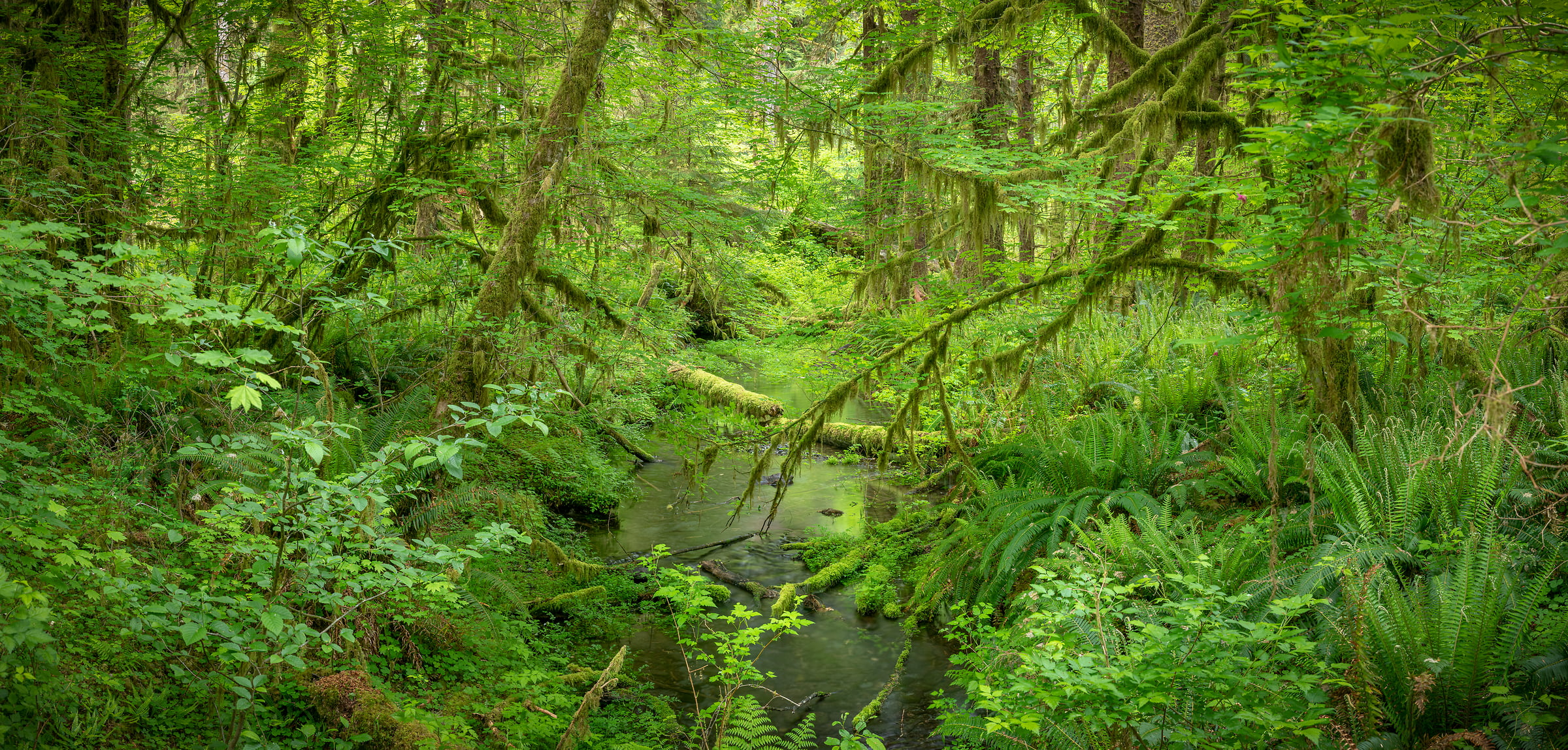 200 megapixels! A very high resolution, large-format VAST photo print of a lush, green rainforest; nature photograph created by Greg Probst in Hoh Rainforest, Olympic National Park, Washington.