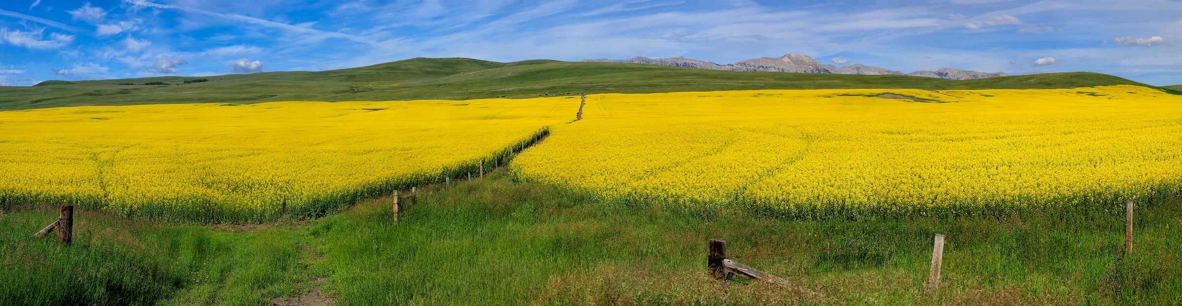 1,107 megapixels! A very high resolution, large-format VAST photo print of a canola field; landscape photograph created by Scott Dimond in Cowboy Trial, Alberta, Canada.