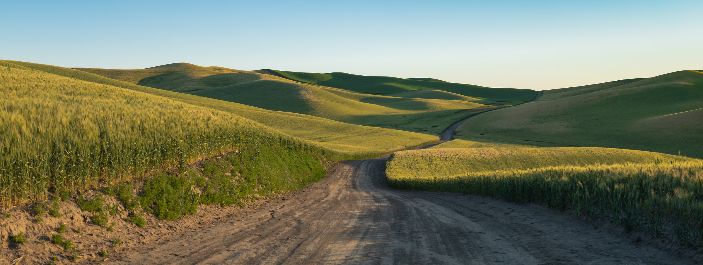 408 megapixels! A very high resolution, large-format VAST photo print of a dirt road going through a wheat field; landscape photograph created by Greg Probst in Palouse, Washington.