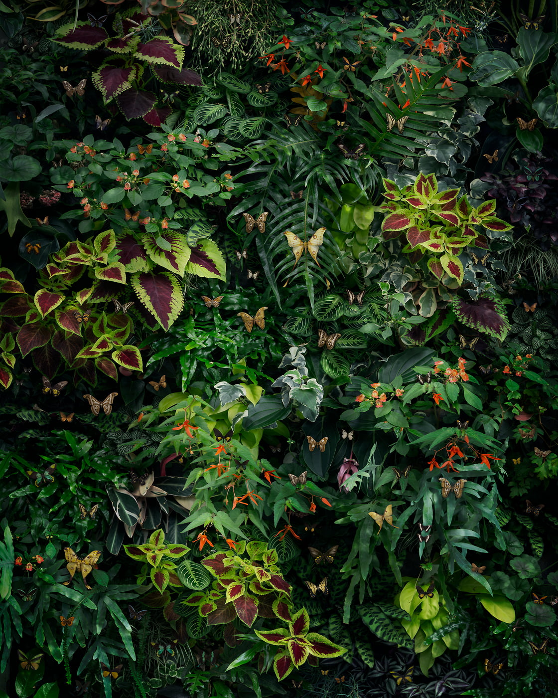 180 megapixels! A very high resolution, large-format VAST photo print of plants covering the ground; photograph created by Nick Pedersen.