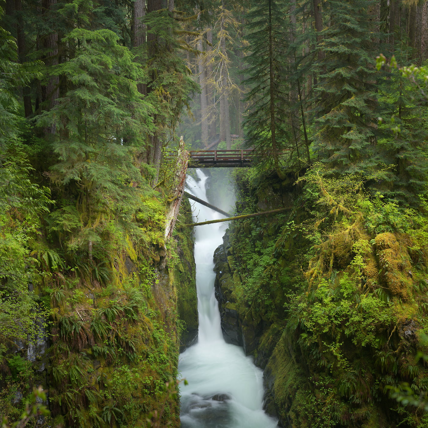 946 megapixels! A very high resolution, large-format VAST photo print of a waterfall in a green forest; nature photograph created by Greg Probst in Sol Duc Falls, Olympic National Park.