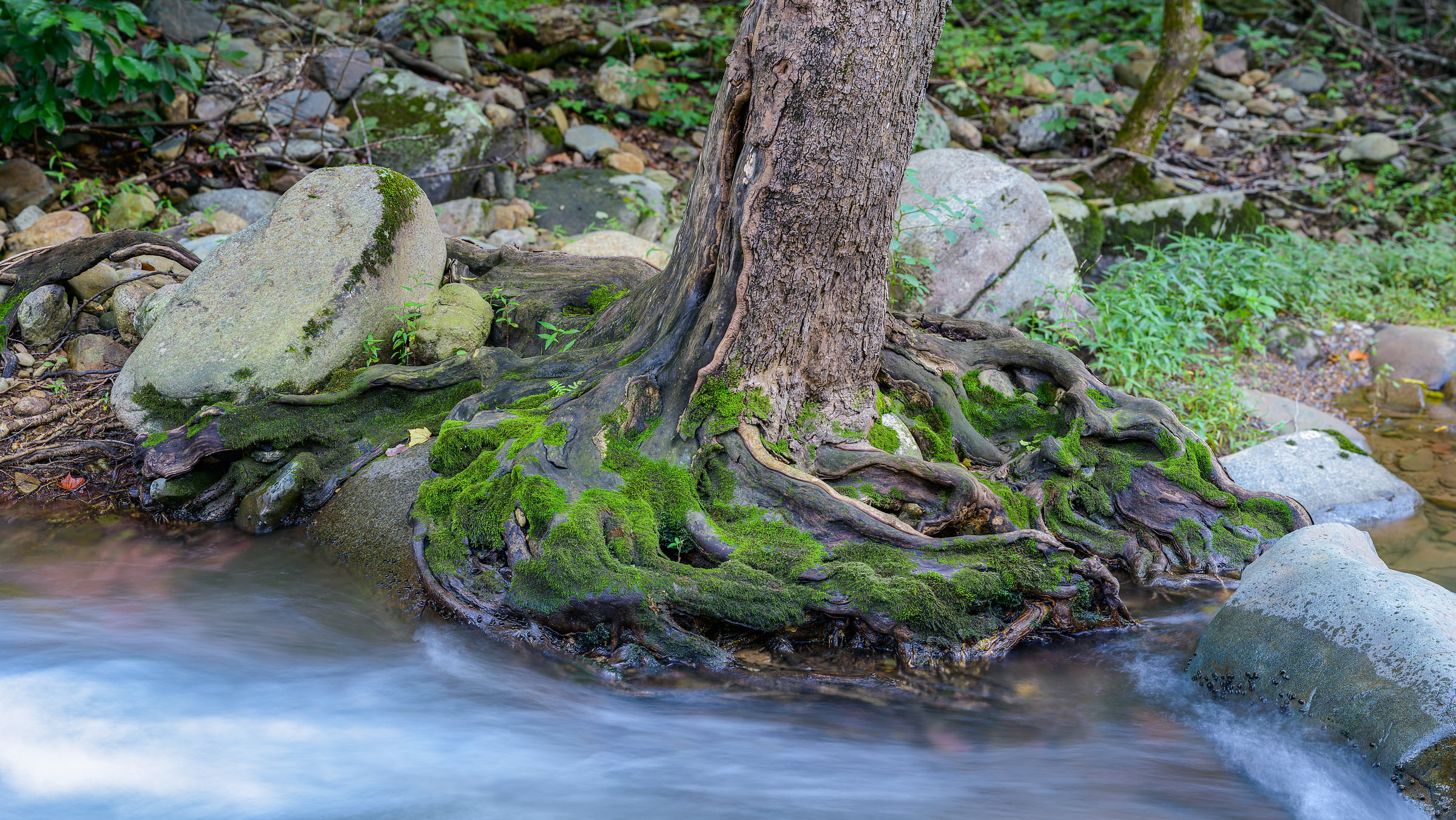 551 megapixels! A very high resolution, large-format VAST photo print of a tree trunk along the banks of a stream; nature photograph created by Tim Lo Monaco in Swift Run, Standardsville, Shenandoah, Virginia.