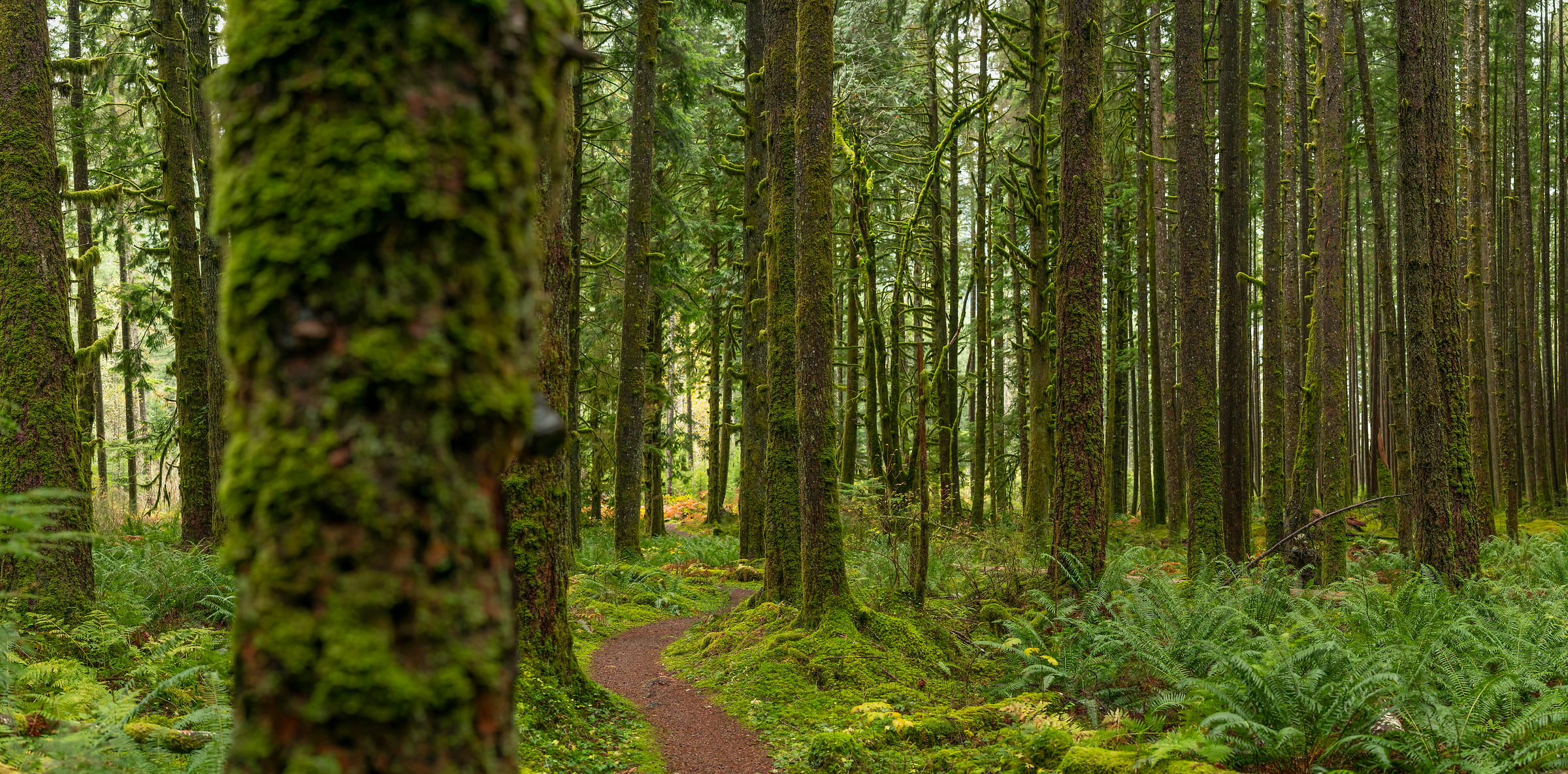 292 megapixels! A very high resolution, large-format VAST photo print of a winding pathway in a forest; nature photograph created by Scott Rinckenberger in CCC Trail, Middle Fork Trailhead, Middle Fork of the Snoqualmie River, Washington.