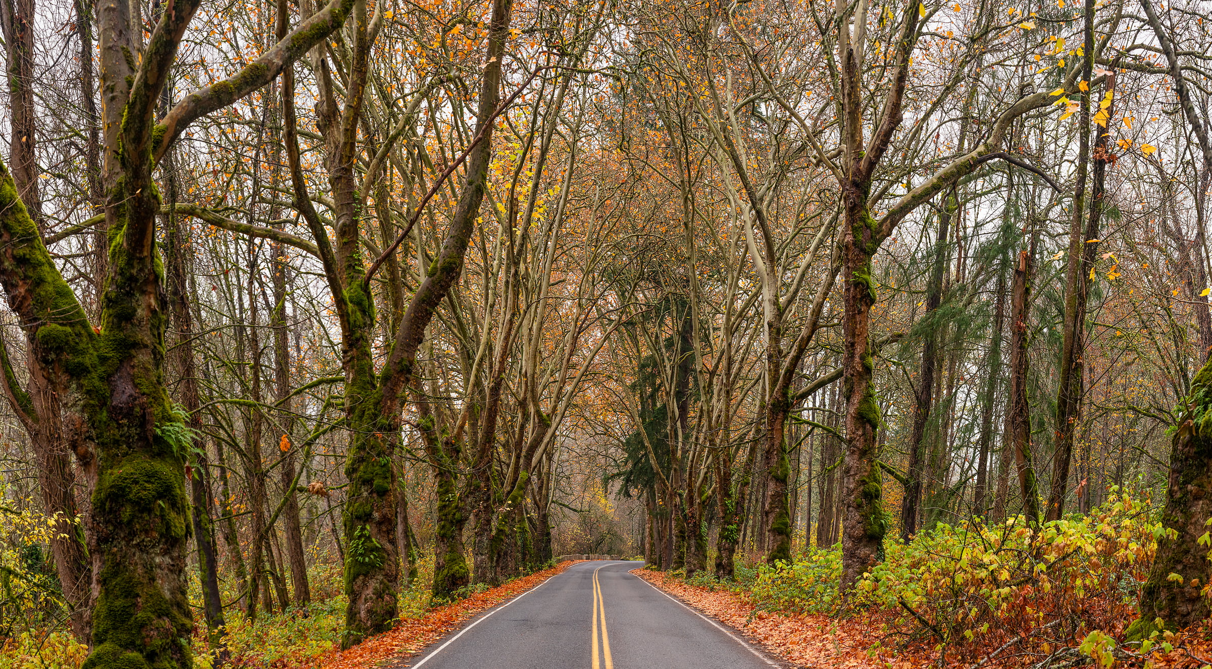 379 megapixels! A very high resolution, large-format VAST photo print of a road in a forest in autumn; nature photograph created by Scott Rinckenberger in Reinig Road Sycamore Corridor, Snoqualmie, Washington.
