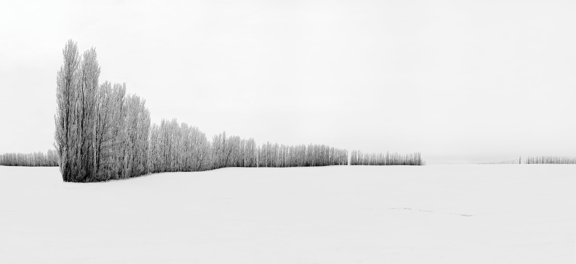 1,337 megapixels! A very high resolution, large-format VAST photo print of an artistic winter scene; landscape photograph created by Scott Dimond in Wheatland County, Alberta, Canada.