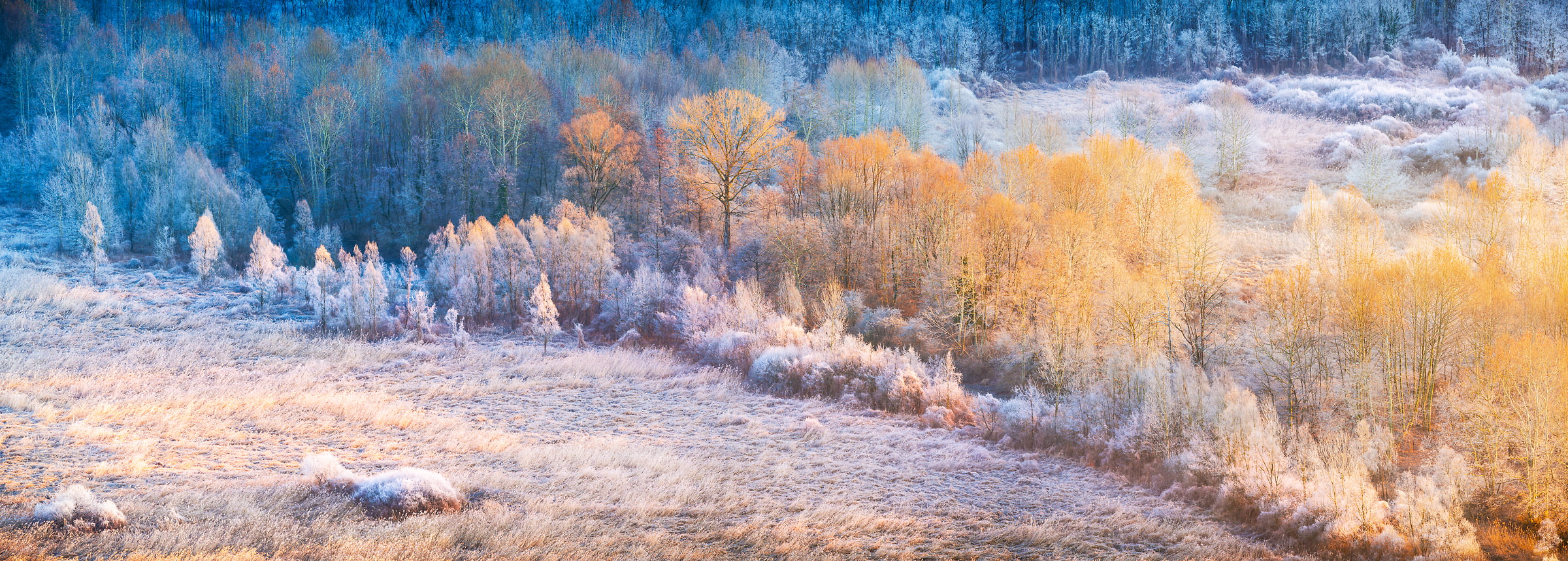 201 megapixels! A very high resolution, panorama VAST photo print of trees at sunrise in a sunny field with snow; landscape photograph created by Ennio Pozzetti in Airuno, Lombardia, Italy.