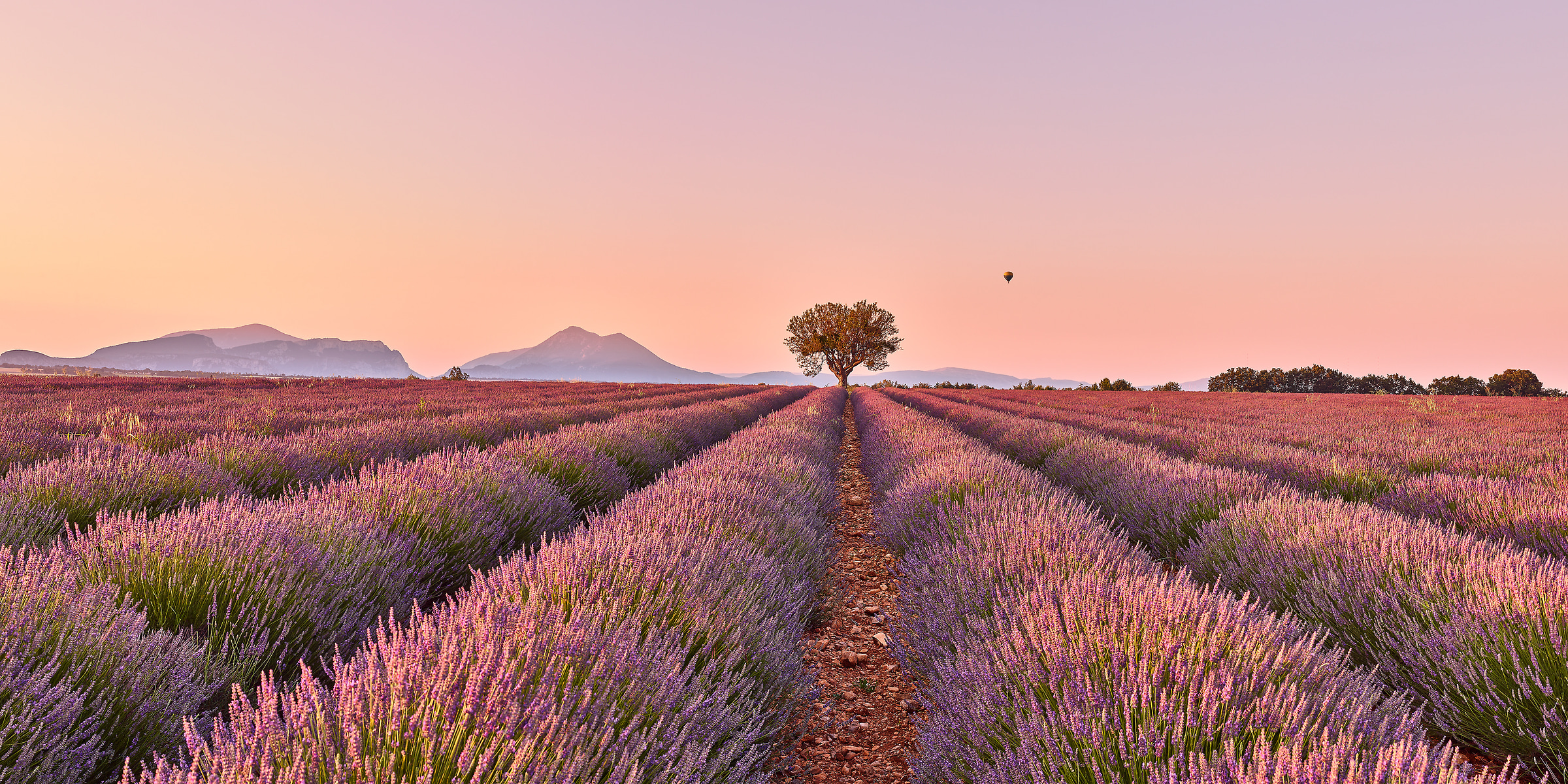 139 megapixels! A very high resolution, large-format VAST photo print of a lavender field in France; nature landscape photograph created by David Meaux in Valensole Plateau, Valensole, Provence-Alpes-Côte d'Azur, France.