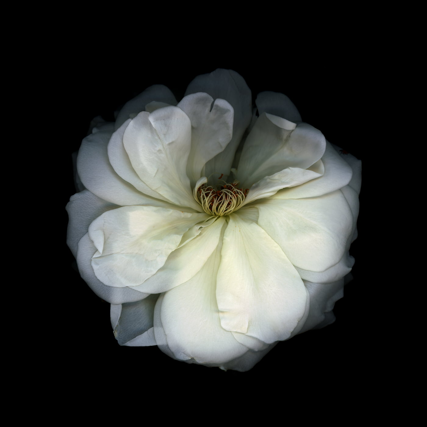 201 megapixels! A very high resolution, large-format macro photo print of a flower; nature photograph created by Anja Axelsson.