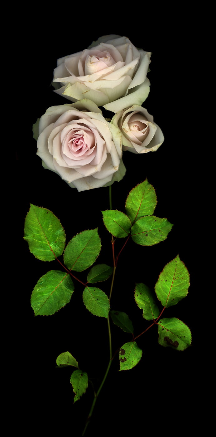 433 megapixels! A very high resolution, large-format VAST photo print of a pink rose flower; macro photograph created by Anja Axelsson.