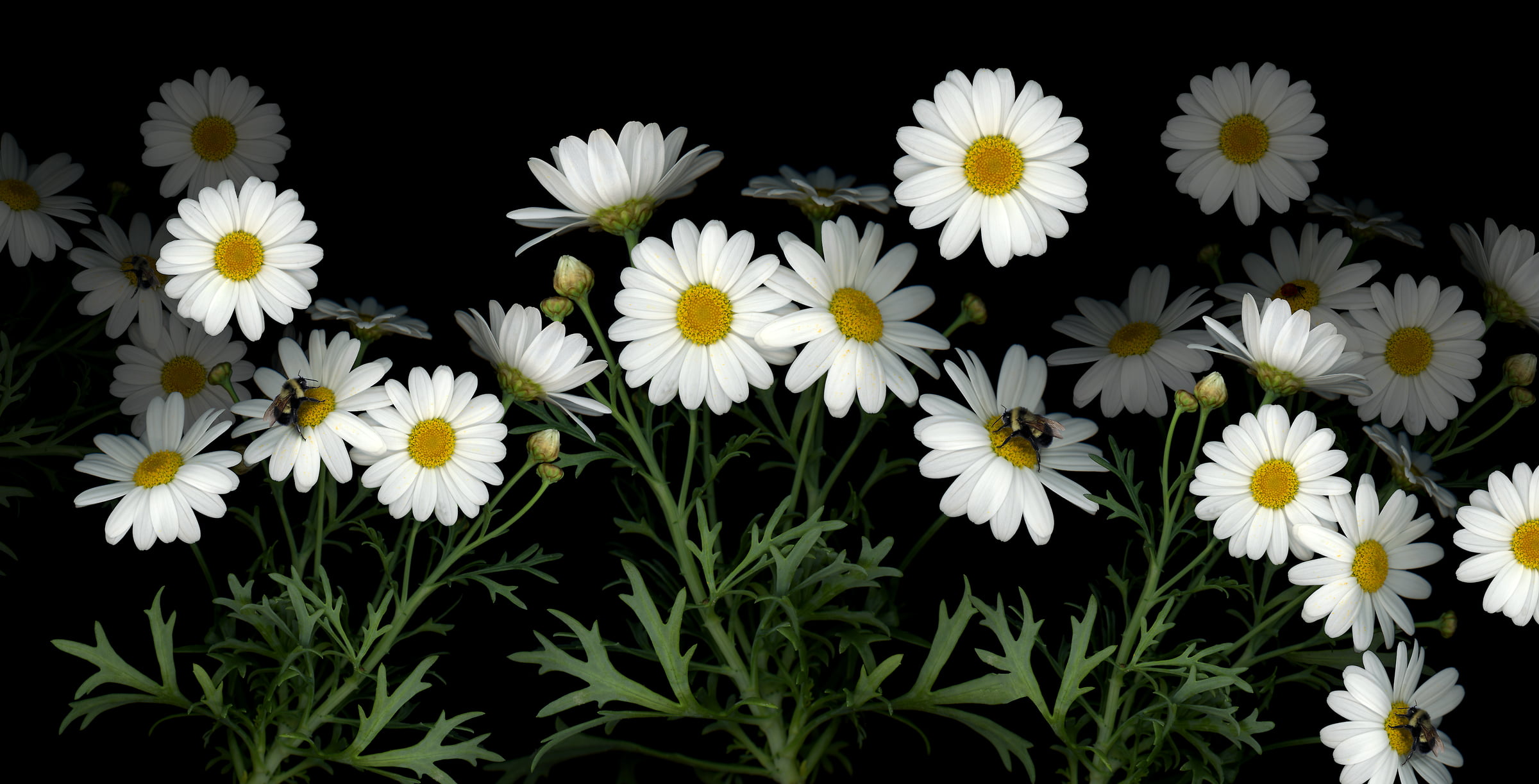 727 megapixels! A very high resolution, large-format VAST photo print of daisy flowers with bumble bees; photograph created by Anja Axelsson.