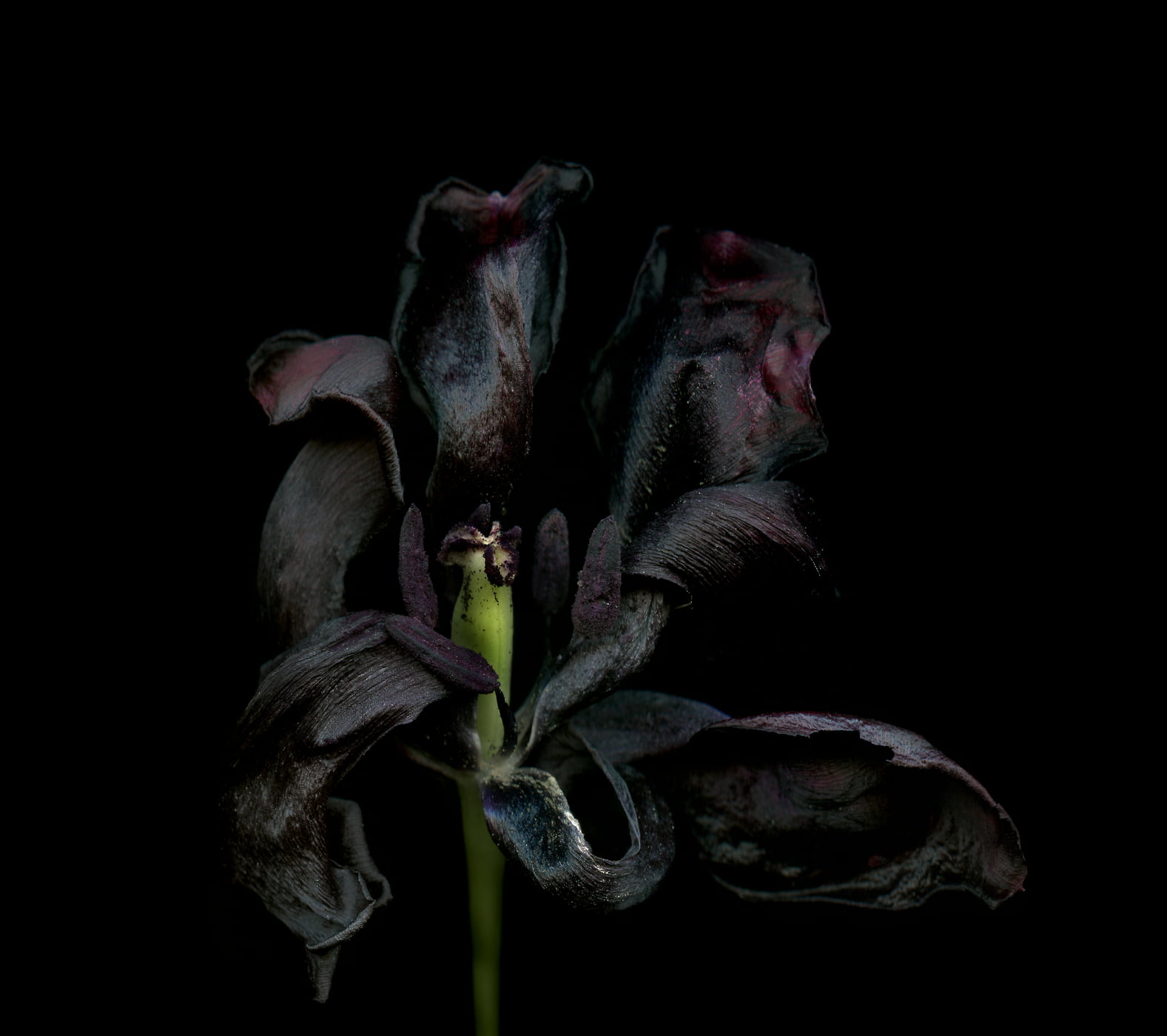 127 megapixels! A very high resolution, large-format VAST photo print of a black tulip flower; macro photograph created by Anja Axelsson.