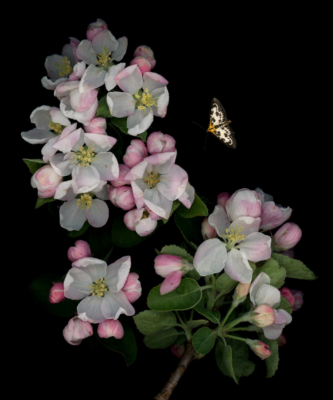 395 megapixels! A very high resolution, large-format VAST photo print of flower blossoms and a moth; macro nature photograph created by Anja Axelsson.