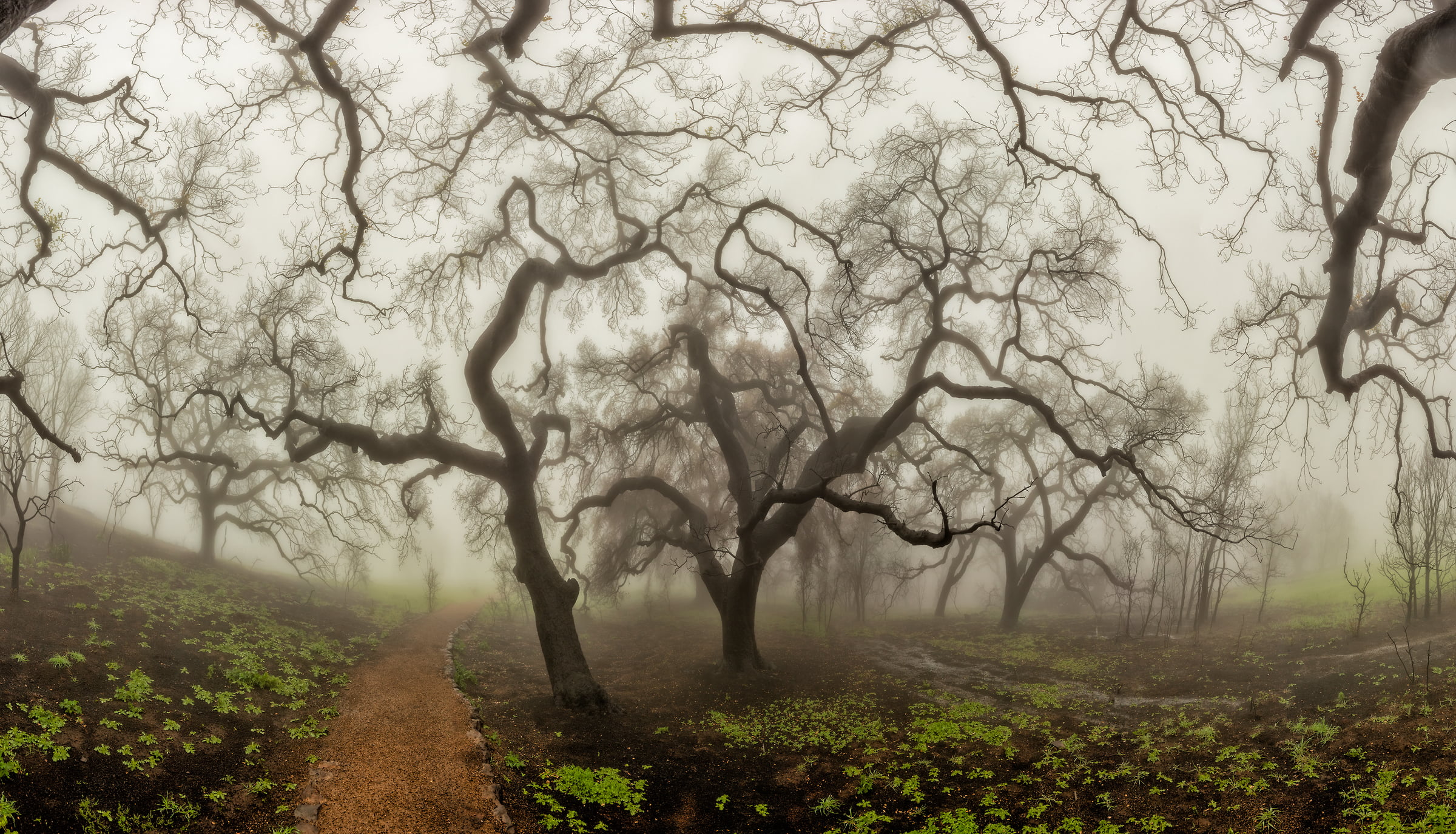 512 megapixels! A very high resolution, large-format VAST photo print of a creepy forest; photograph created by Peter Rodger in Nicolas Ridge, Malibu, California.