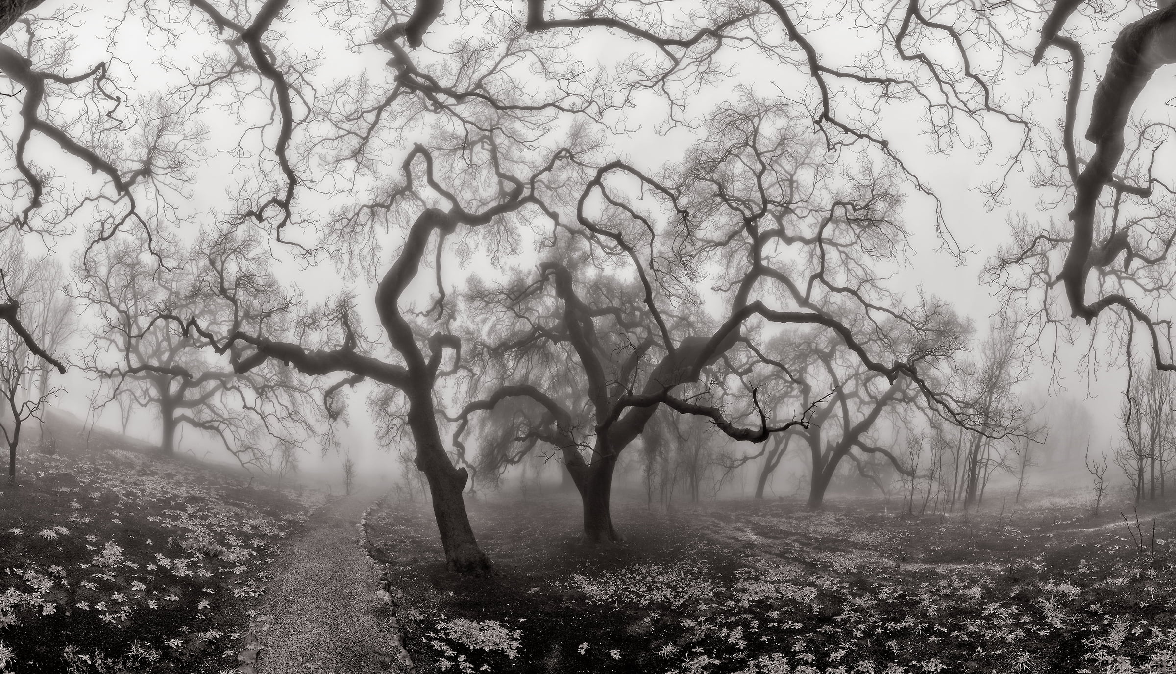 512 megapixels! A very high resolution, large-format VAST photo print of an eerie forest; photograph created by Peter Rodger in Nicolas Ridge, Malibu, California.
