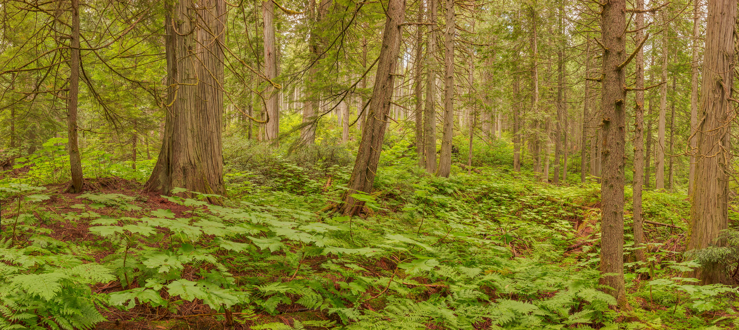 364 megapixels! A very high resolution, large-format VAST photo print of a natural forest scene; photograph created by John Freeman in Giant Cedars Boardwalk Trail, Mount Revelstoke National Park, British Columbia, Canada.