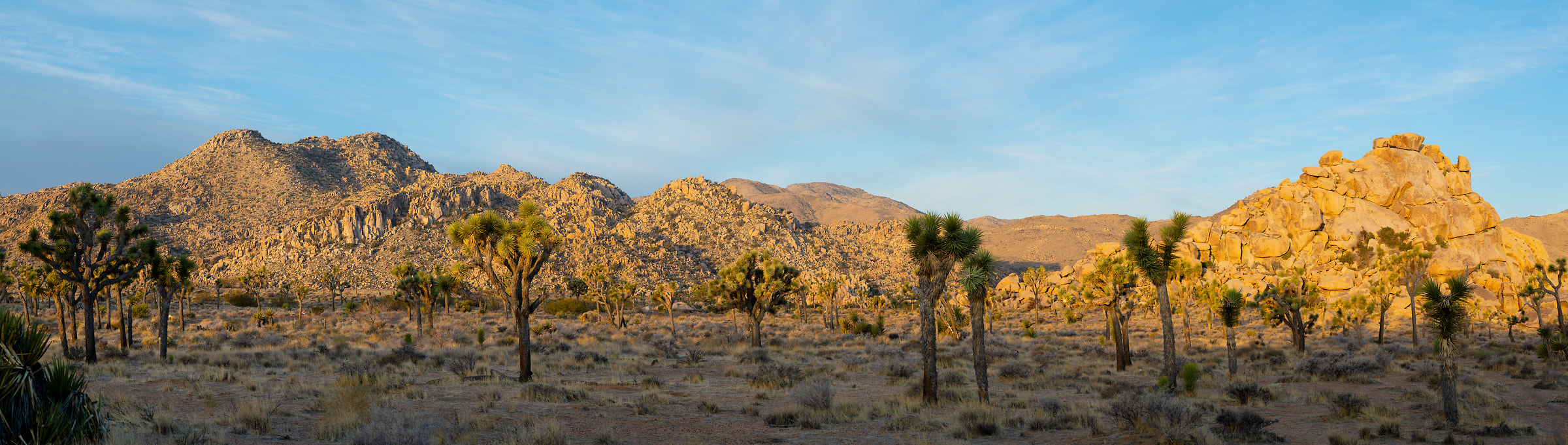 419 megapixels! A very high resolution, large-format VAST photo print of Joshua Tree National Park; landscape photograph created by Greg Probst in California.