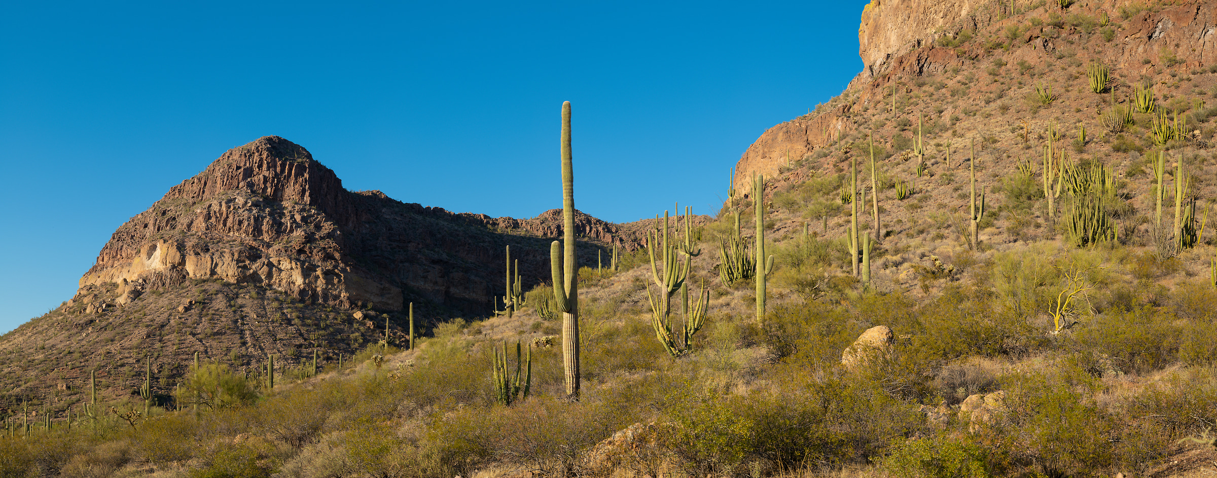 478 megapixels! A very high resolution, large-format VAST photo print of a landscape with cacti; landscape photograph created by Greg Probst in Organ Pipe Cactus National Monument, Arizona.