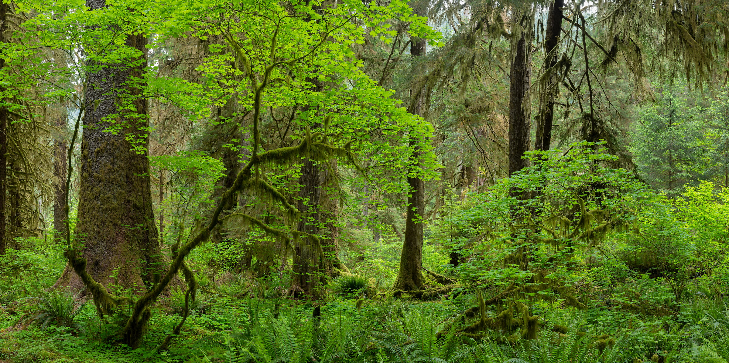 211 megapixels! A very high resolution, large-format VAST photo print of a lush green forest; nature photograph created by Greg Probst in Olympic National Park, Washington.