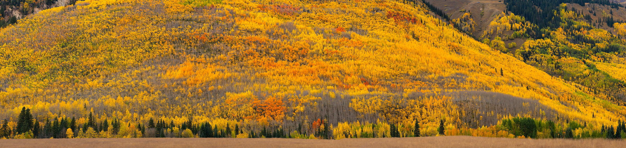 855 megapixels! A very high resolution, large-format VAST photo print of an aspen tree forest; landscape photograph created by Jeff Lewis in Ouray, Colorado.