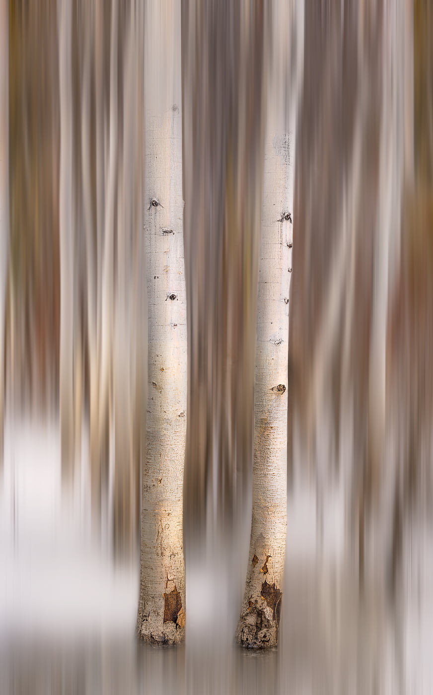 334 megapixels! A very high resolution, abstract artwork of aspen trees; created by Francesco Emanuele Carucci.