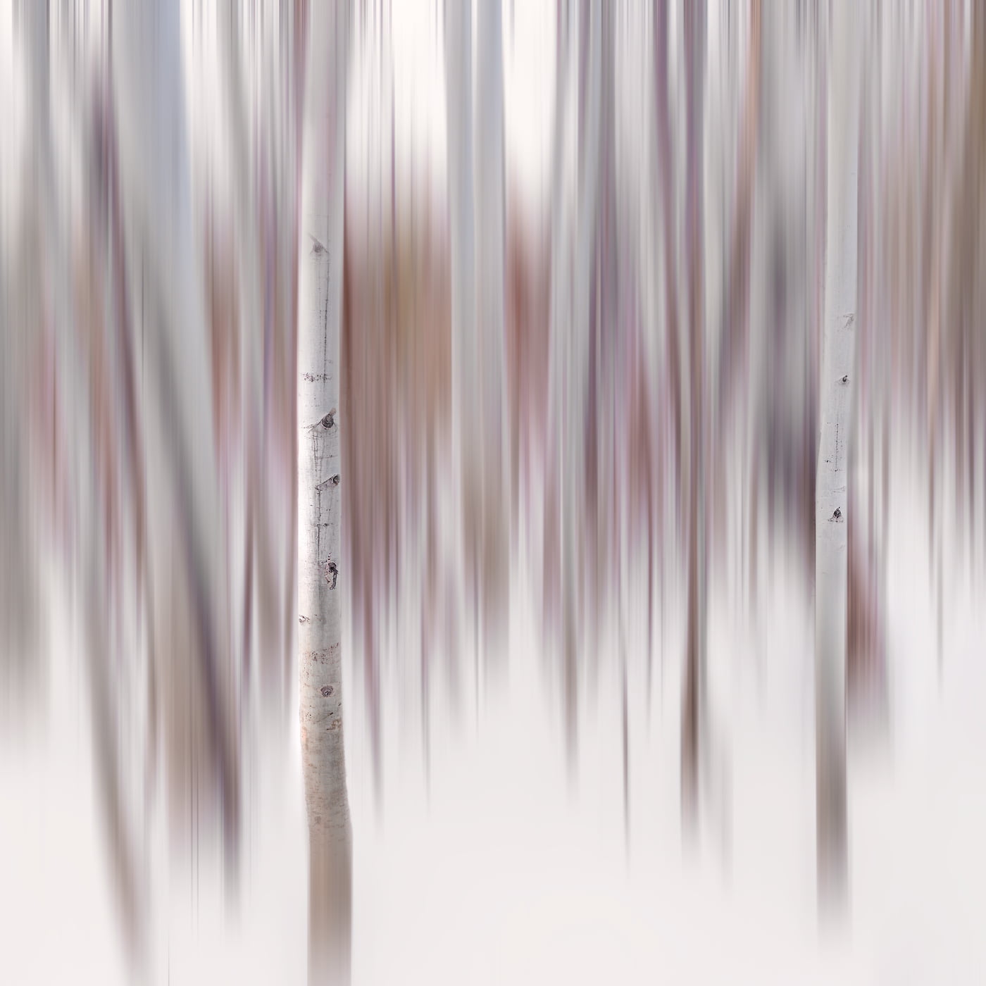 225 megapixels! A very high resolution, abstract photo of a grove of aspen trees; abstract nature photograph created by Francesco Emanuele Carucci.