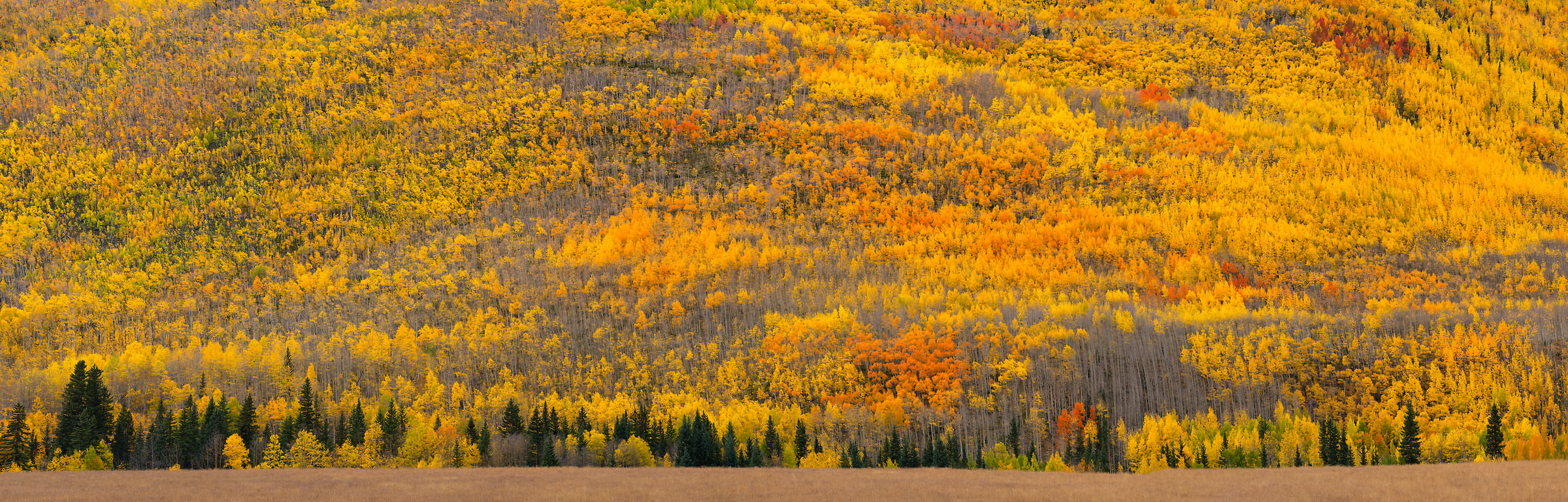 633 megapixels! A very high resolution, wallpaper photo of a hill with autumn foliage of aspen trees; photograph created by Jeff Lewis in Ouray, Colorado.