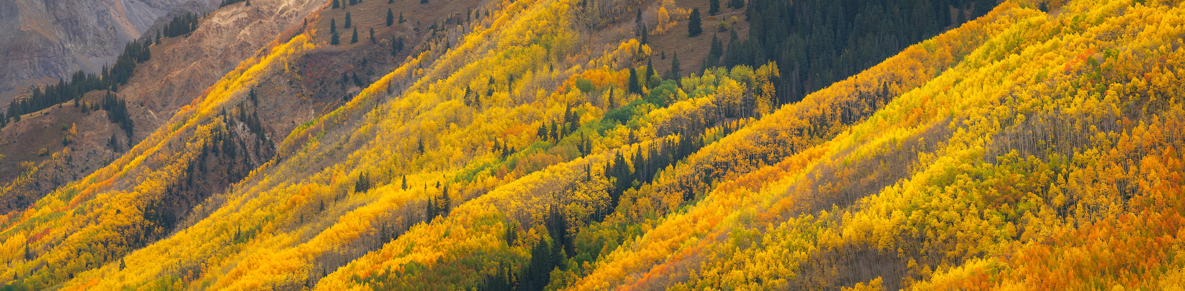 303 megapixels! A very high resolution, large-format VAST photo print of gold trees on a hillside in autumn; landscape photograph created by Jeff Lewis in Ouray, Colorado.
