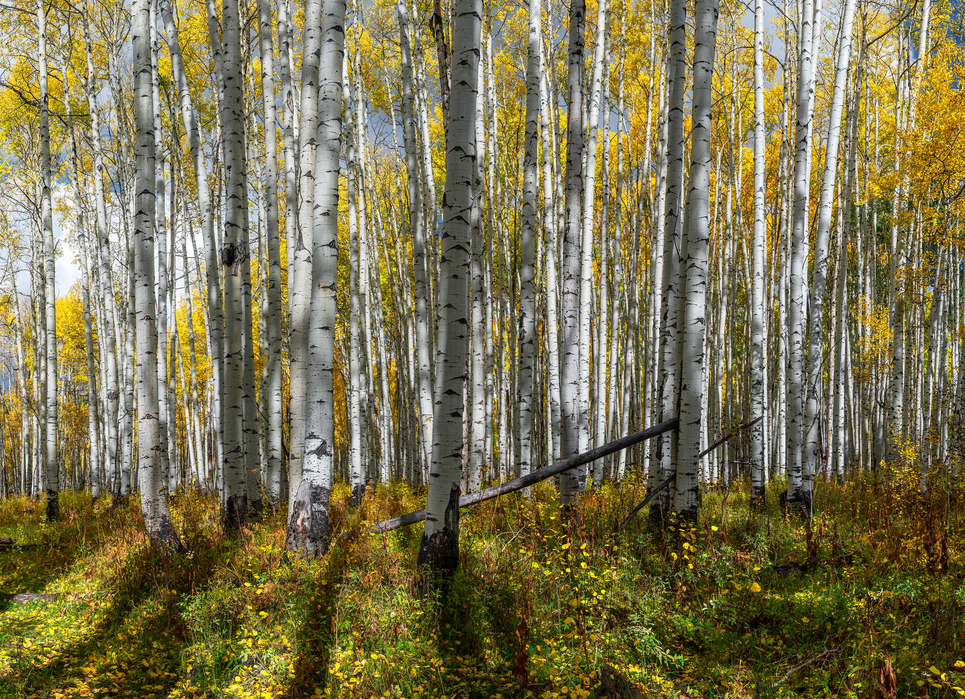 605 megapixels! A very high resolution, large-format VAST photo print of an aspen thicket; nature photograph created by Phillip Noll in Mancos, Colorado.
