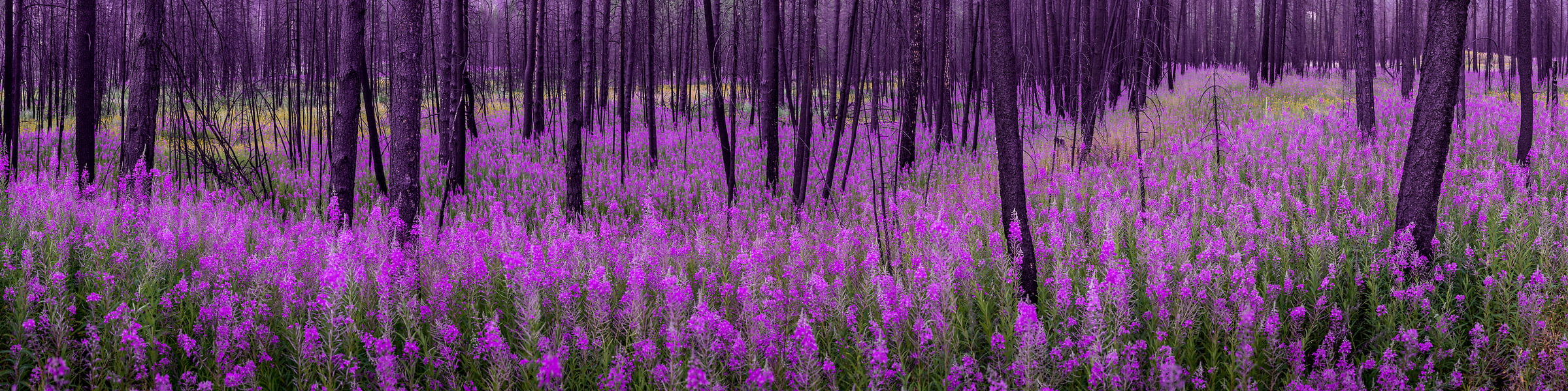 245 megapixels! A very high resolution, large-format VAST photo print of wildflowers in a forest; nature photograph created by Tim Shields in Rock Creek Provincial park, British Columbia, Canada.