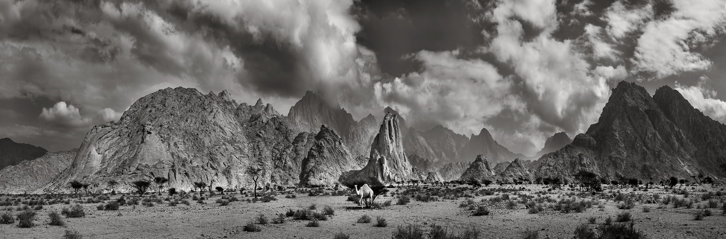 216 megapixels! A very high resolution, large-format black & white photo print of a desert landscape with a camel and mountains; photograph created by Peter Rodger in Tabuk, Saudi Arabia.