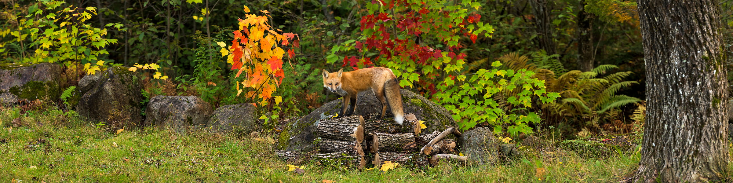 256 megapixels! A very high resolution, large-format VAST photo print of a fox in the woods; wildlife photograph created by Aaron Priest.