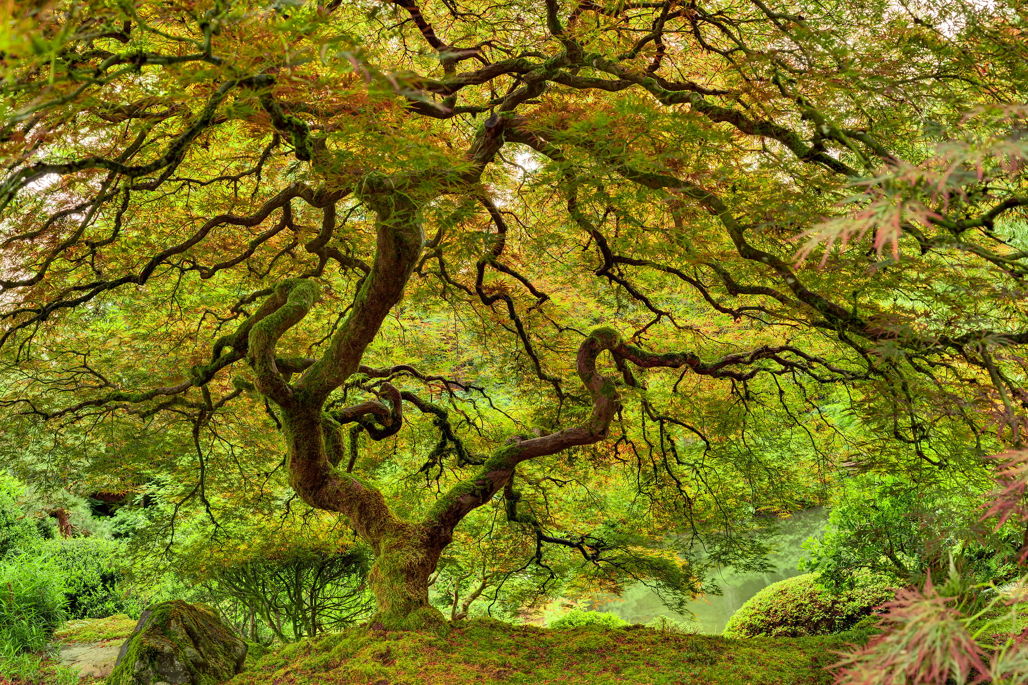 246 megapixels! A very high resolution, large-format VAST photo print of a maple tree in a Japanese garden; photograph created by Tim Lo Monaco in Portland Japanese Garden, Washington Park, Portland, Oregon.