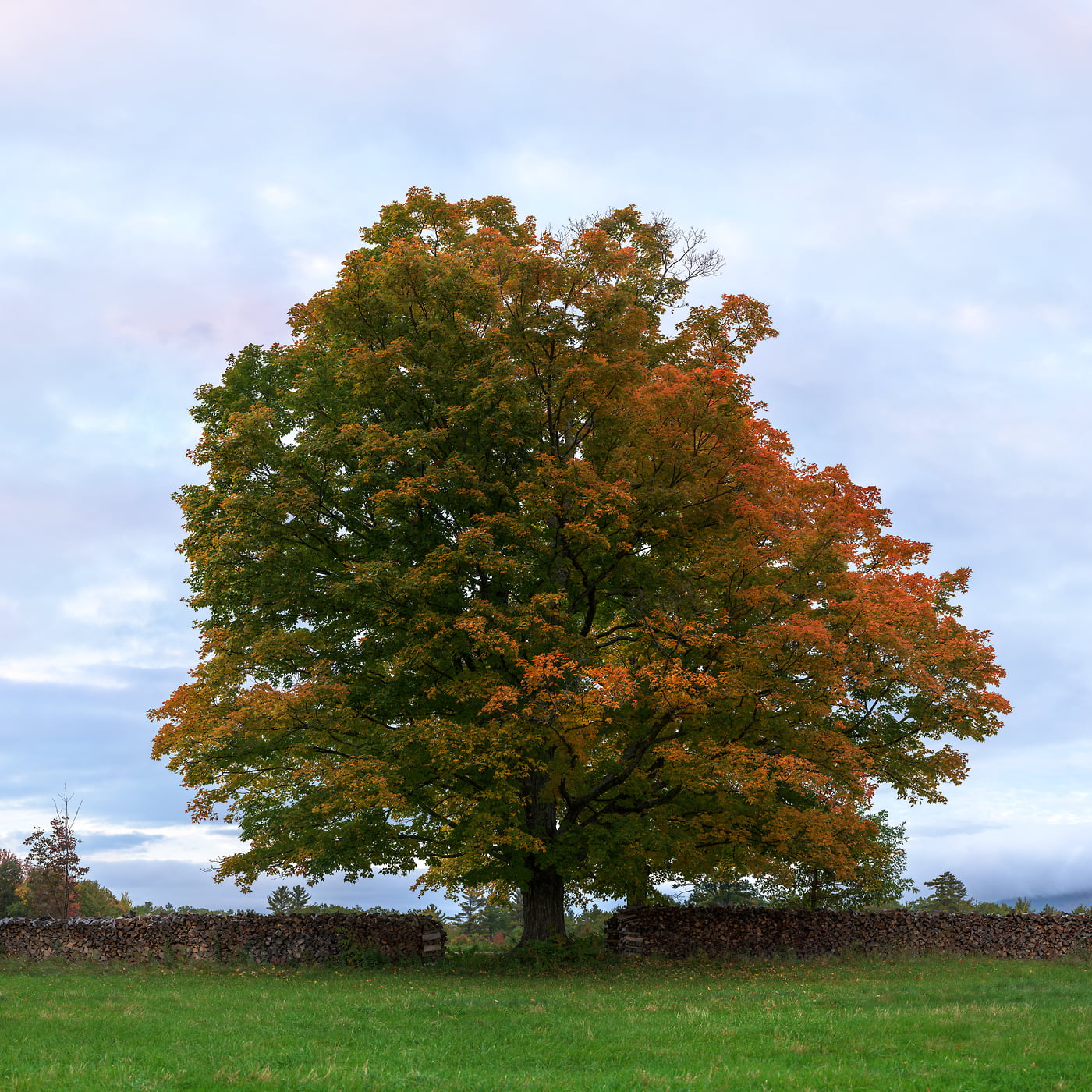 1,244 megapixels! A very high resolution, large-format VAST photo print of a maple tree on a farm in autumn; nature photograph created by Aaron Priest in Muster Field Farm, North Sutton, New Hampshire.