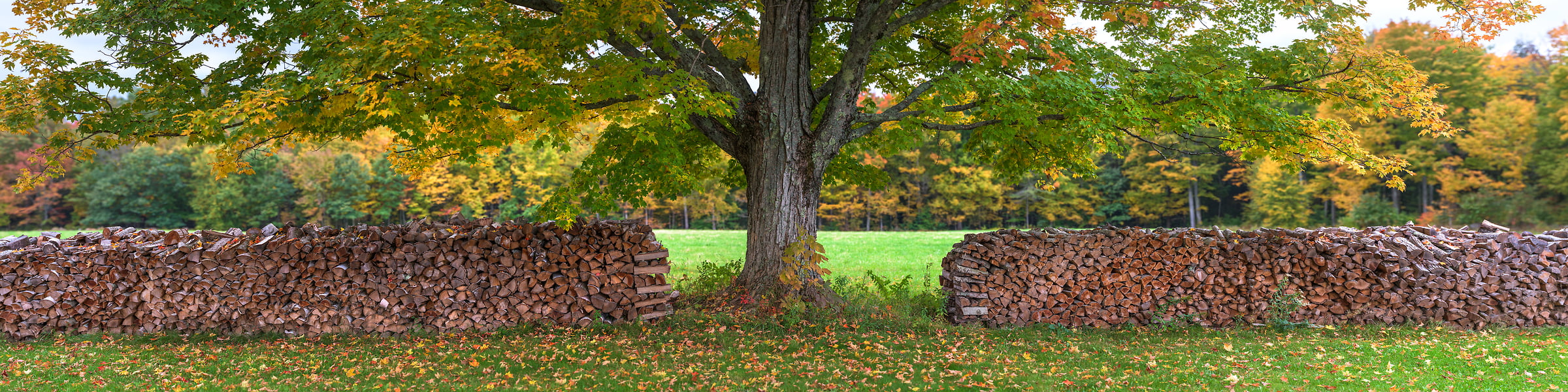 1,425 megapixels! A very high resolution, large-format VAST photo print of a woodpile and a maple tree; photograph created by Aaron Priest in Muster Field Farm, North Sutton, New Hampshire.