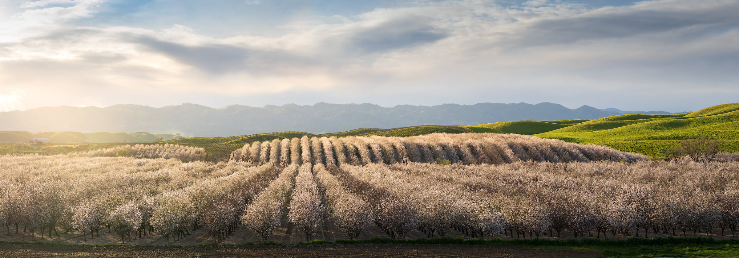 246 megapixels! A very high resolution, large-format VAST photo print of a field in Central Valley, California; landscape photograph created by Jeff Lewis in Central Valley, California.
