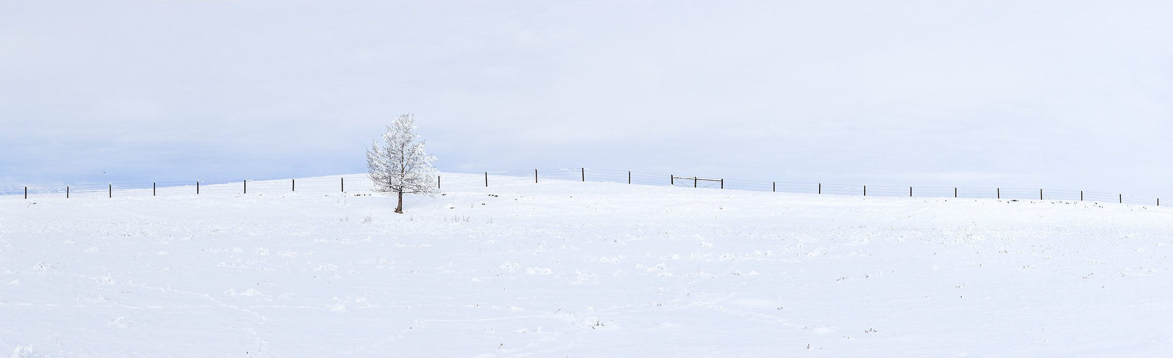 564 megapixels! A very high resolution, large-format VAST photo print of a snowy field with a tree; landscape photograph created by Scott Dimond in Cayley, Alberta, Canada.