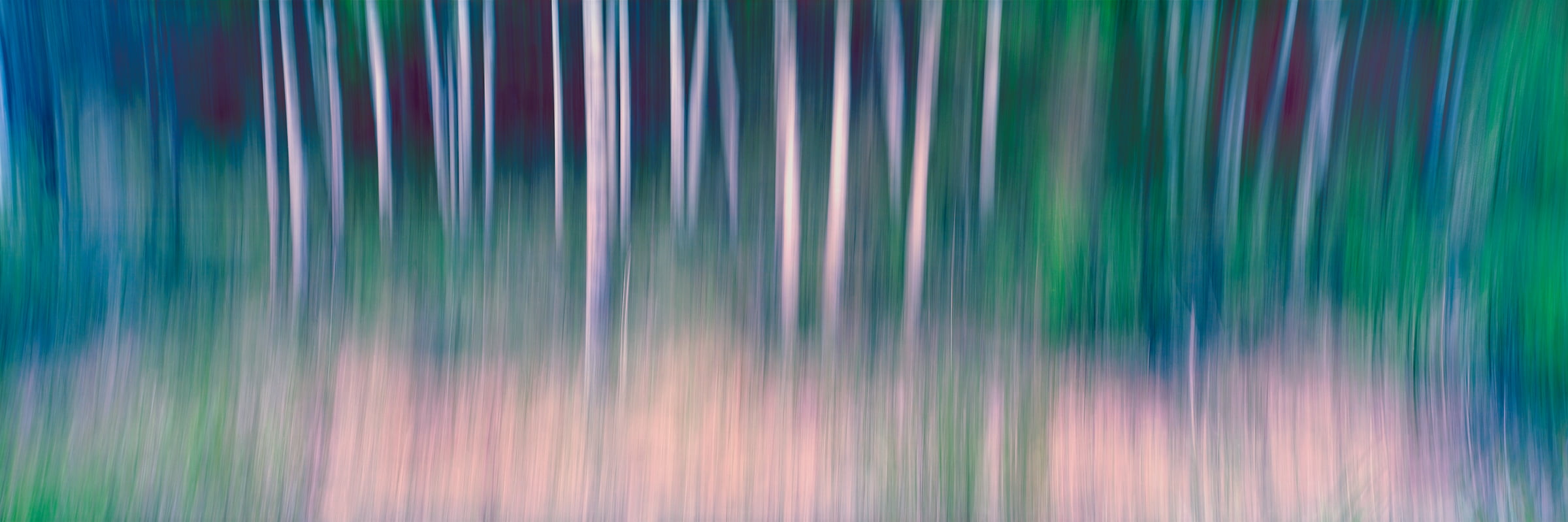 333 megapixels! A very high resolution, large-format, abstract photo of aspen trees; fine art photograph created by Scott Dimond in Kananaskis Country, Alberta, Canada.