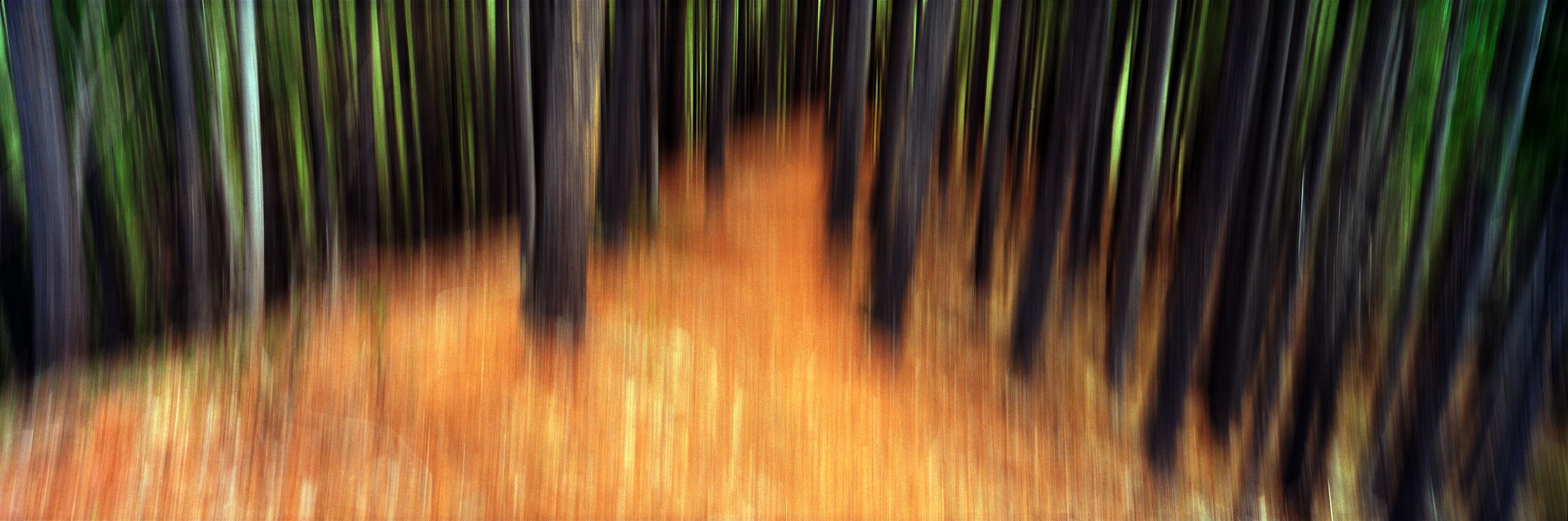 336 megapixels! A very high resolution, large-format VAST photo print of a forest in an abstract style; fine art photograph created by Scott Dimond in Kimberley, British Columbia, Canada.